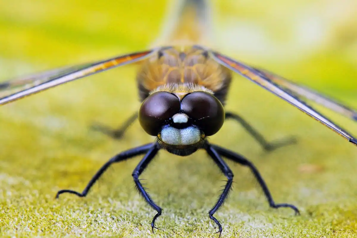Libelulă cu patru pete așezată pe o tulpină, fotografiată din apropiere într-un cadru natural