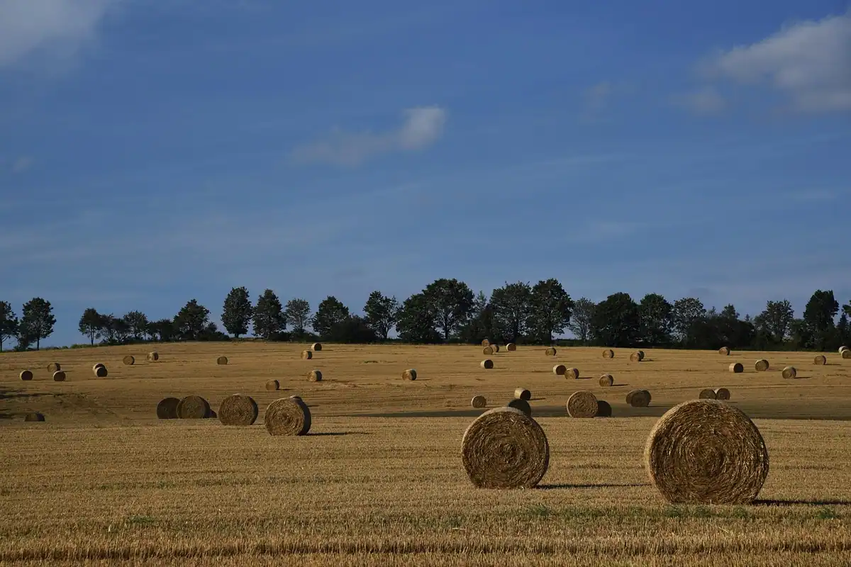 Câmp cu baloți de fân și copaci la orizont, teren agricol întins