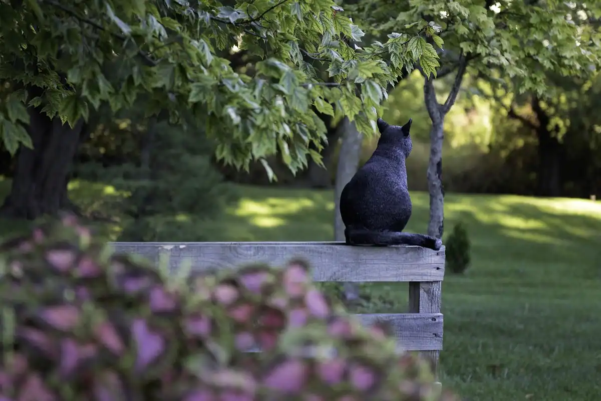 Pisică neagră ședând pe un gard de lemn lângă copaci, într-un parc, la limita dintre grădini