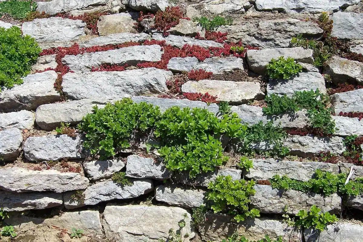 Zid de sprijin din piatră la o terasă de grădină, cu plante crescând la baza lui